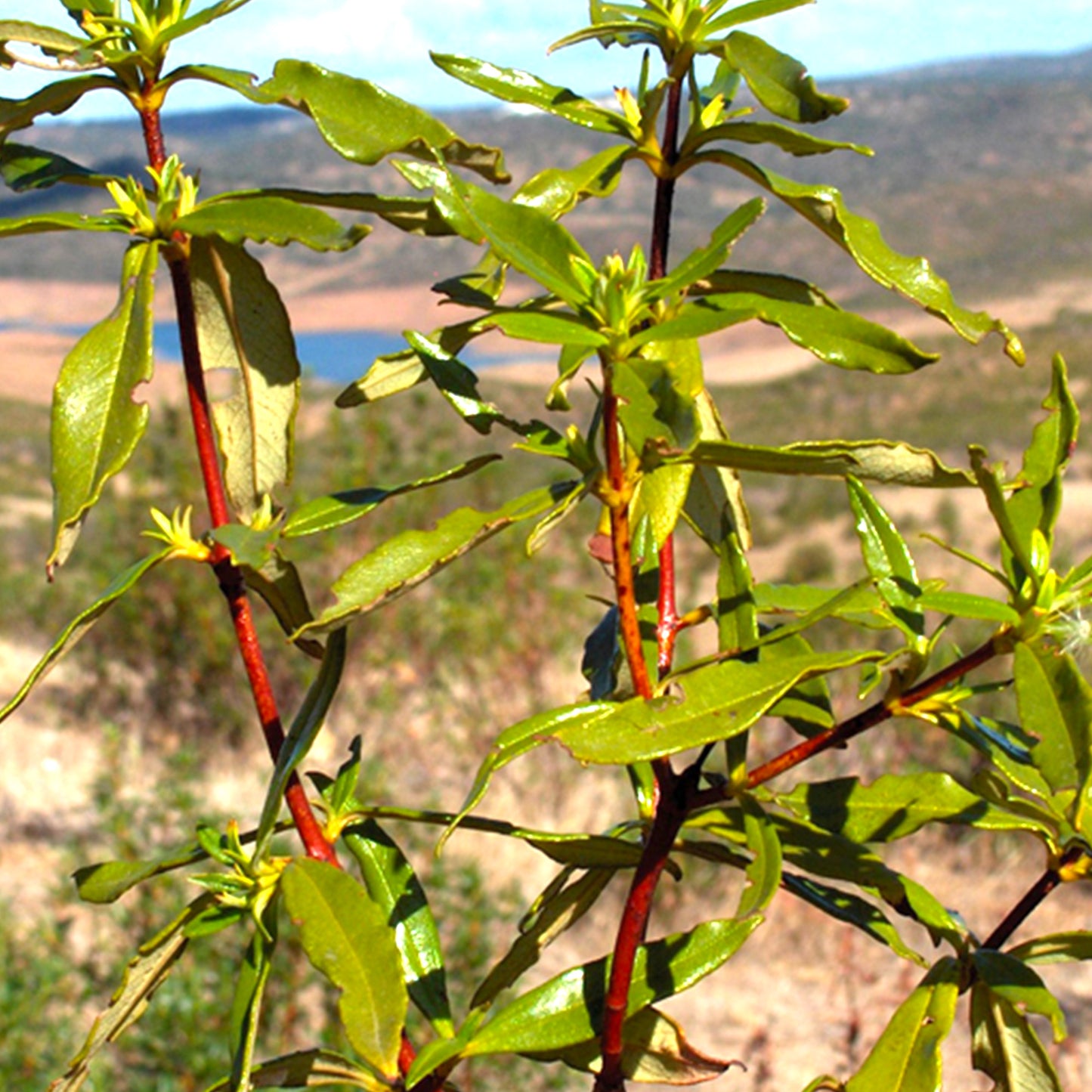 Ambreine Oil Natural