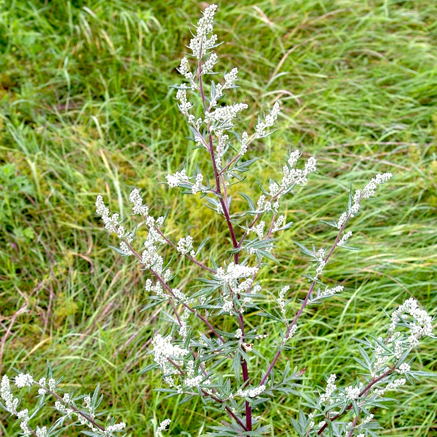 Artemisia Essential Oil Extra