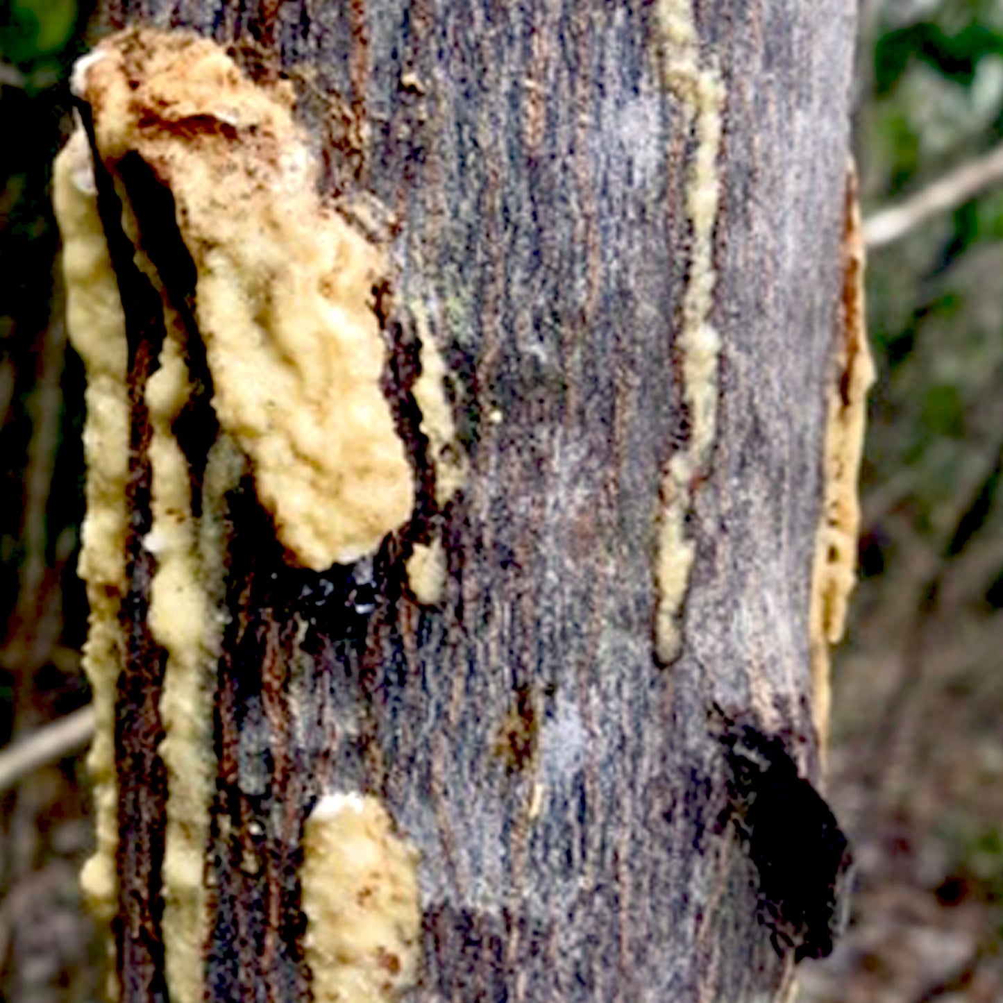 Benzoin Siam Organic Resinoid 55% ETH