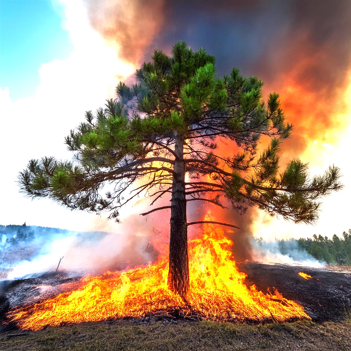 Wild Black Pine Tar Essential Oil