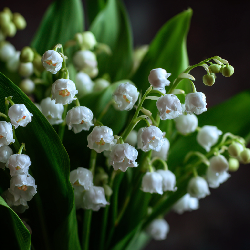 Bourgeonal - Givaudan - Muguet
