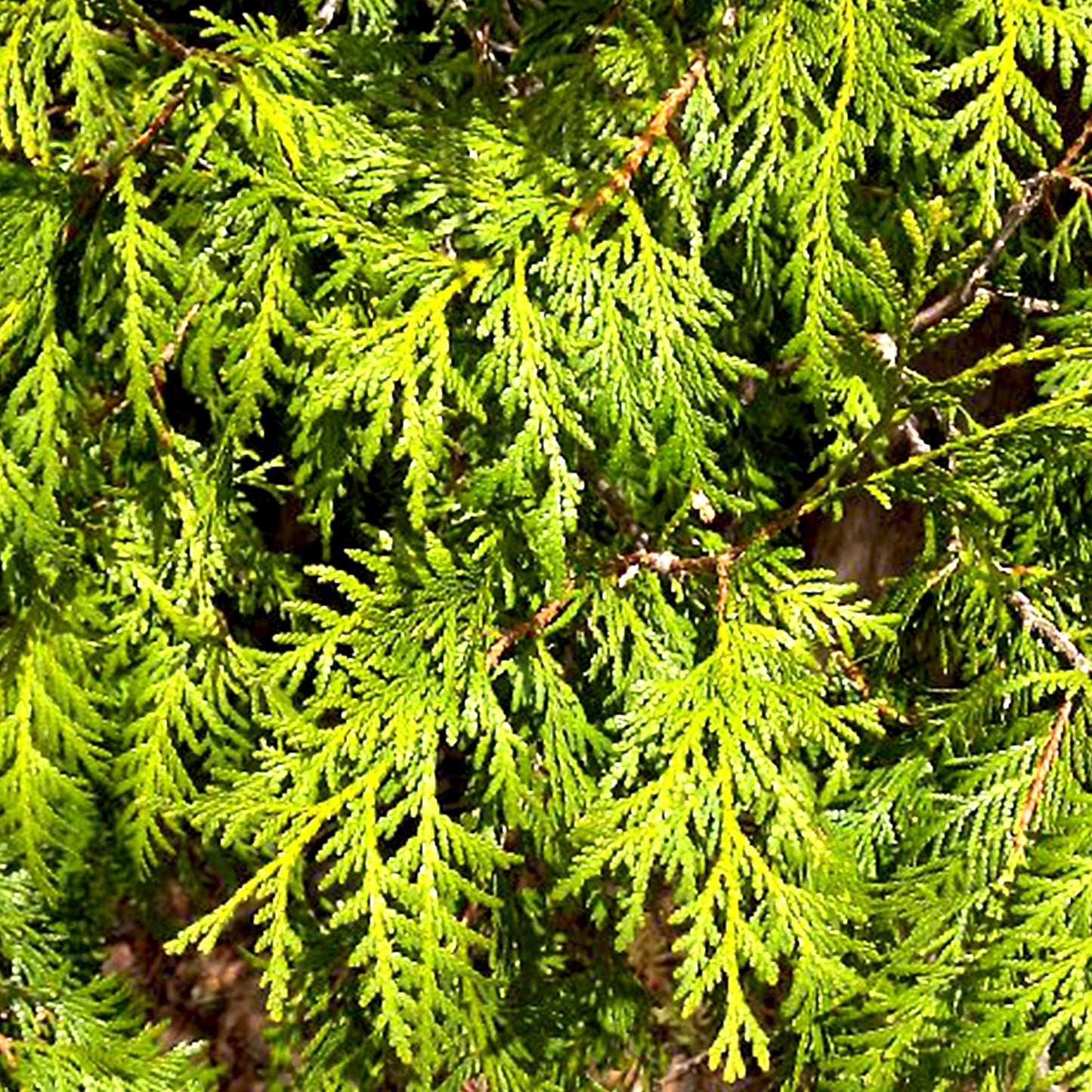 Wild Cedar Leaf Essential Oil