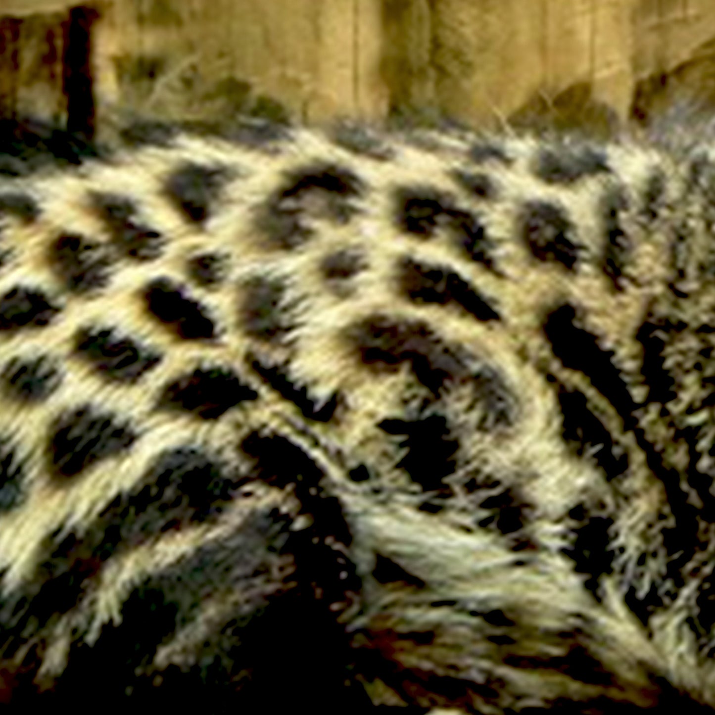 Civet Absolute Natural - Gold grade (Robertet)