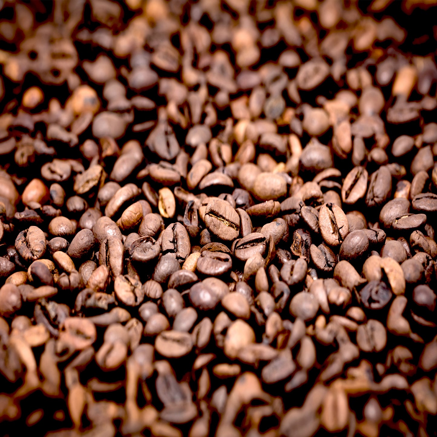 Premium Coffee Robusta Absolute