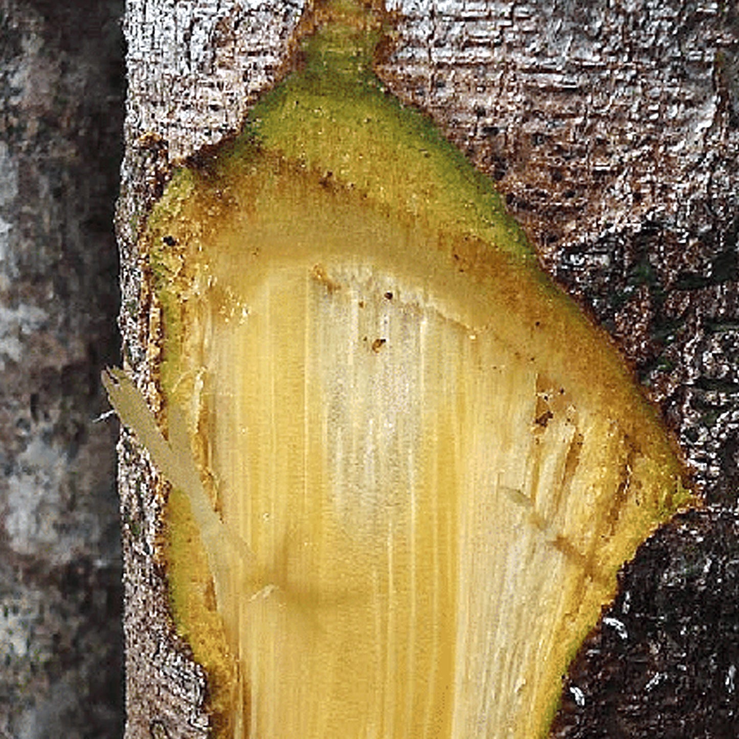 Copaiba Essential Oil Total Distilled