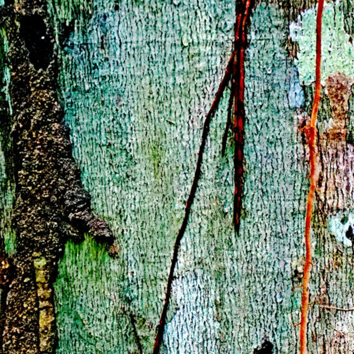 Copaiba Essential Oil (Rectified)