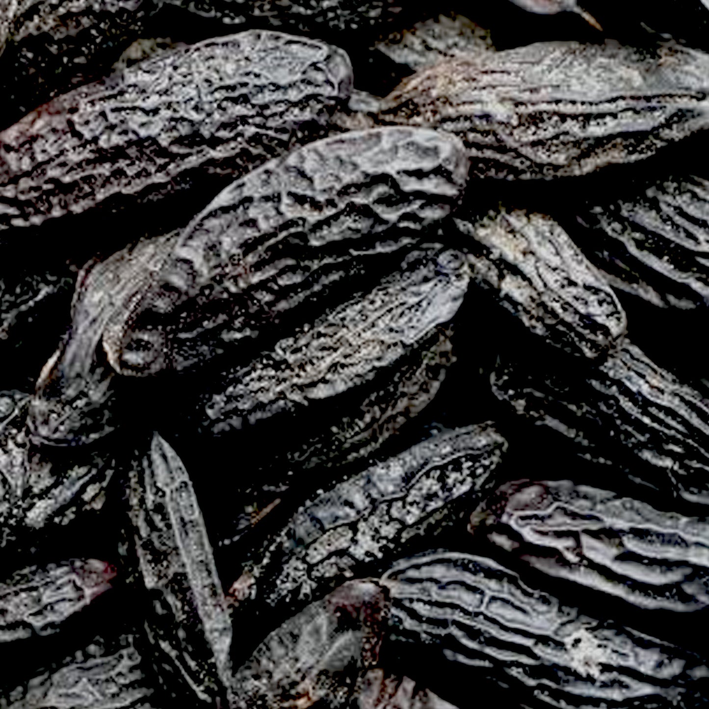 Coumarin Crystalline Powder - Natural