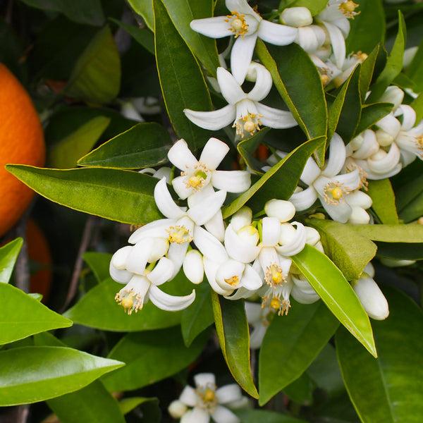 Dimethyl Anthranilate Ex- Petitgrain – Fruity Orange Blossom