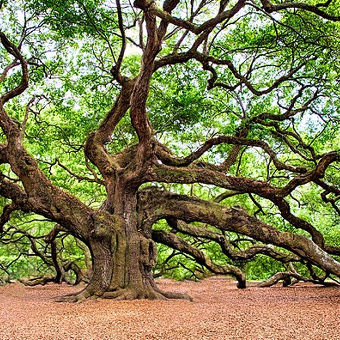 French Oakwood Absolute 50% TEC