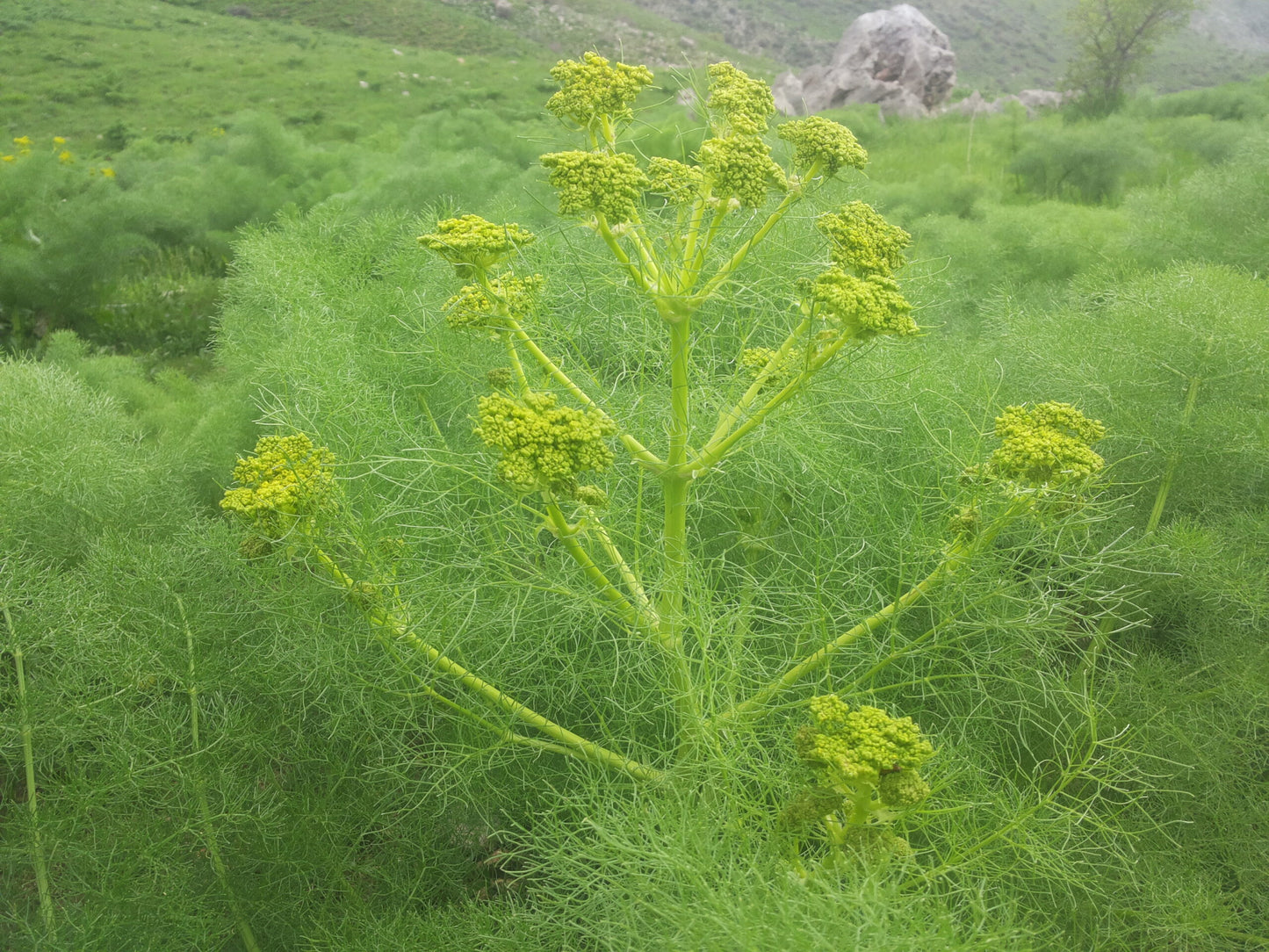 Wild Galbanum Essential Oil