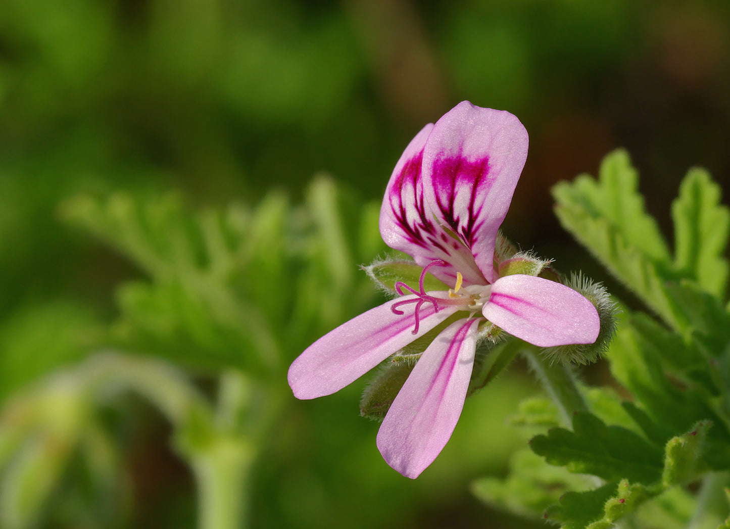 Geranium Bourbon Organic Essential Oil