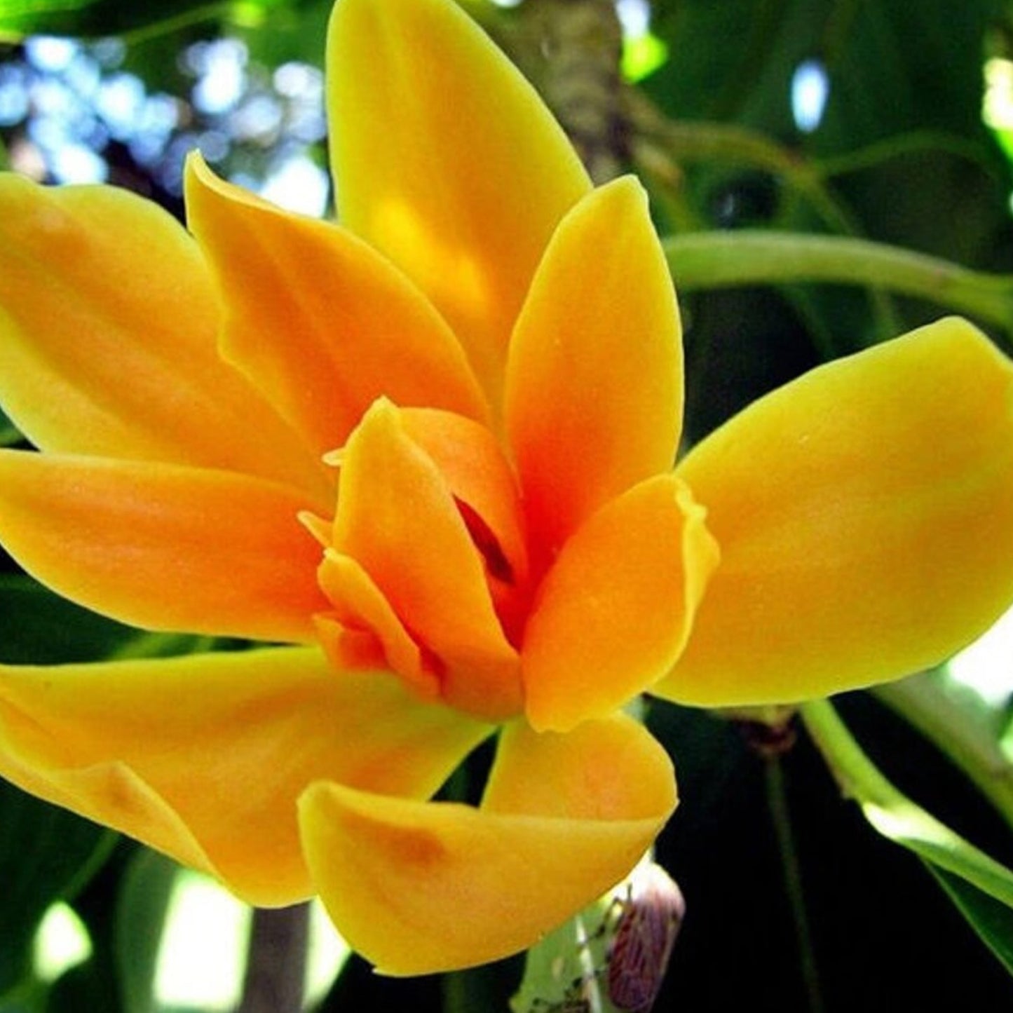 Golden Champaca Flower Absolute