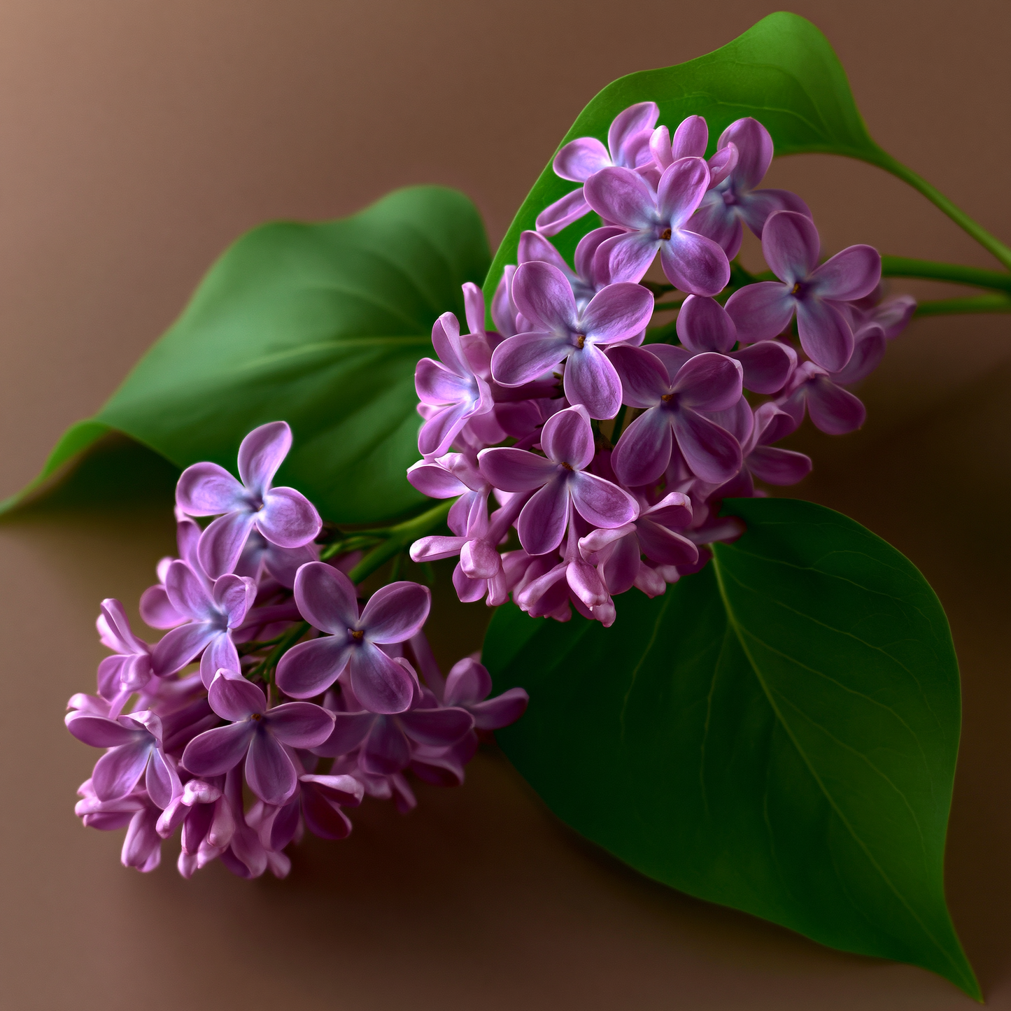 Heliotropine Diethyl Acetal - Synarome - Lilac