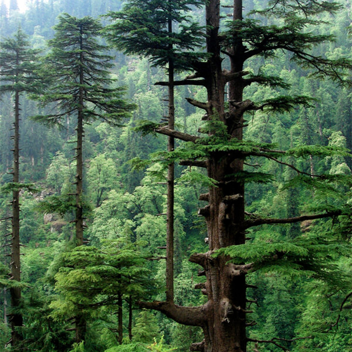 Wild Himalayan Cedarwood Essential Oil