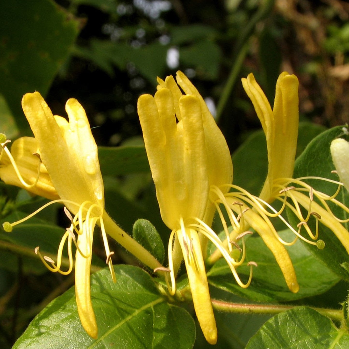 Honeysuckle Essential Oil CO2