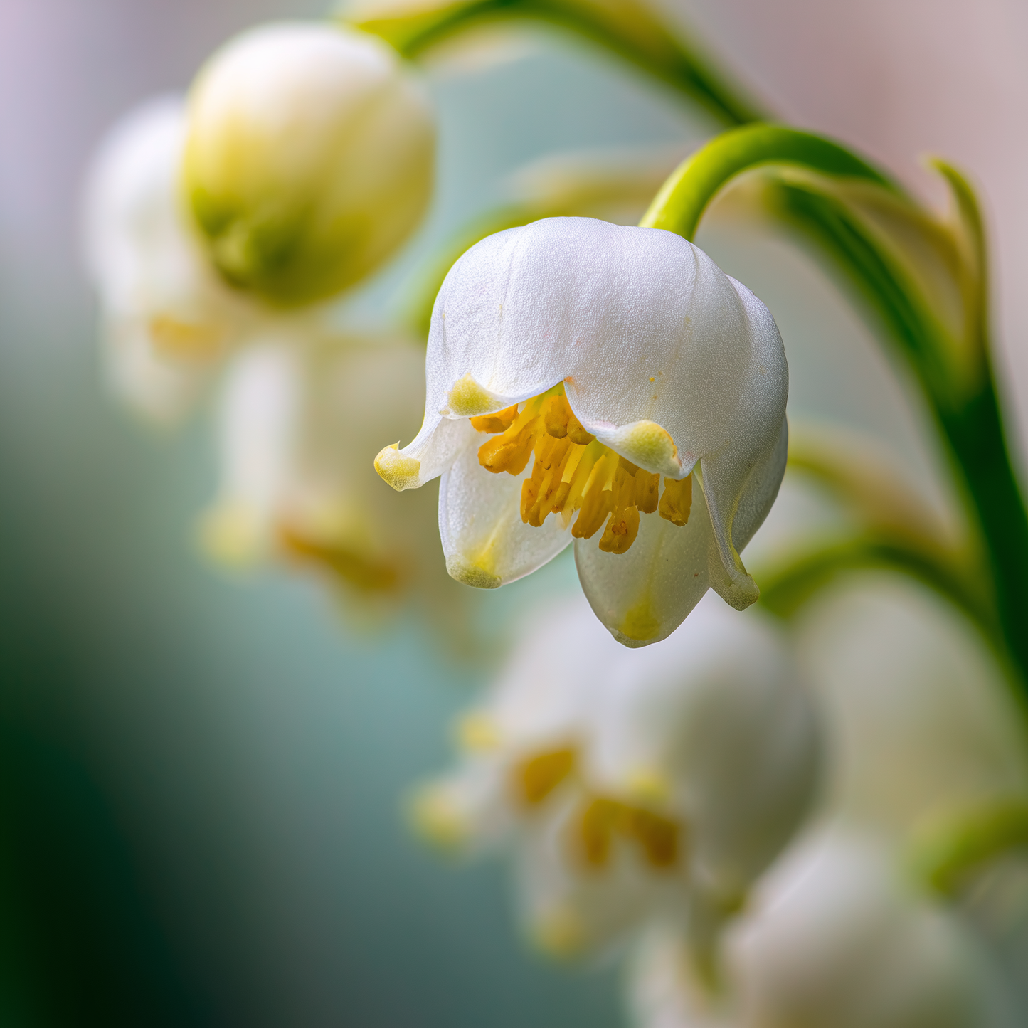Hydroxycitronellol (BASF) - Floral Muguet