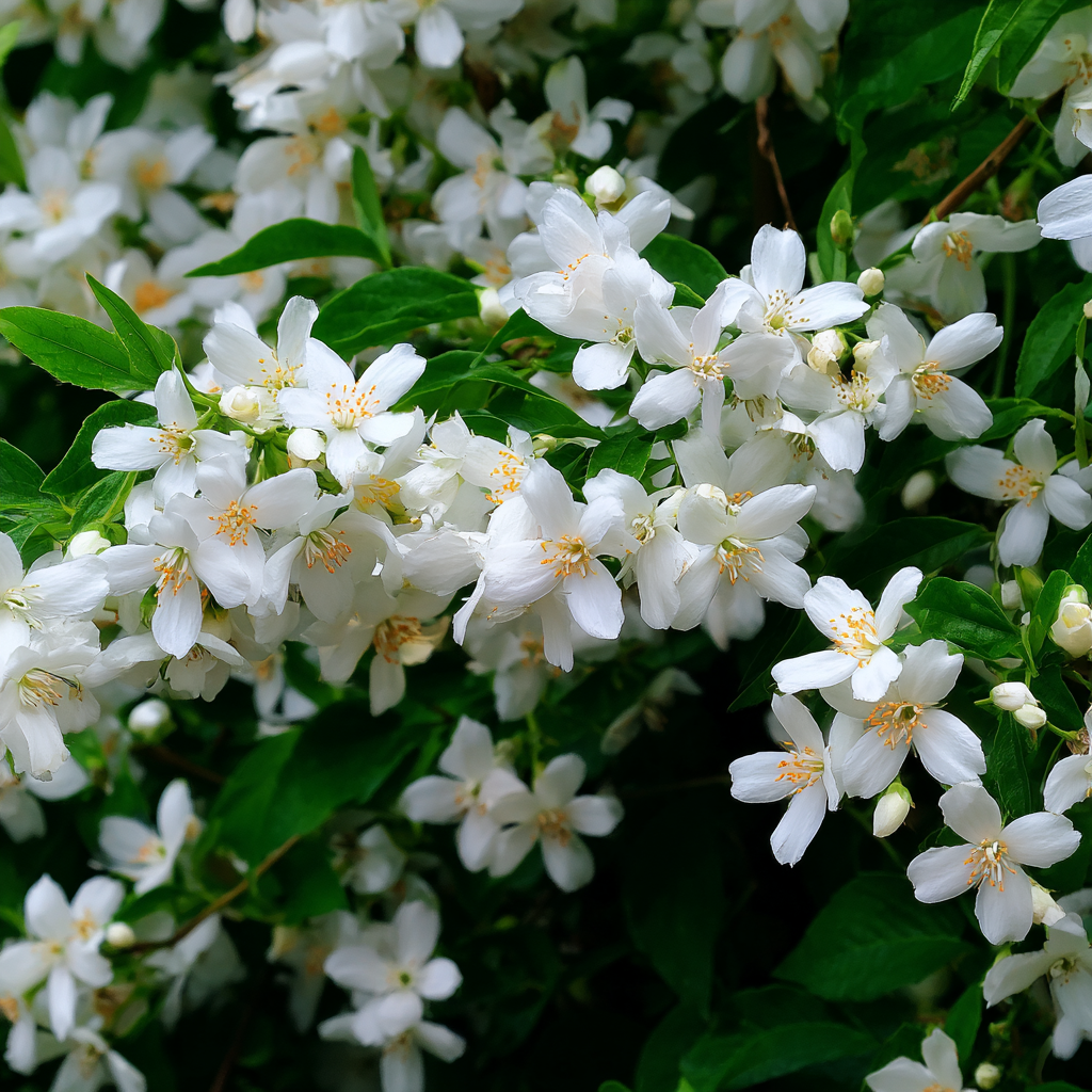 Jasmine Base (Firmenich)