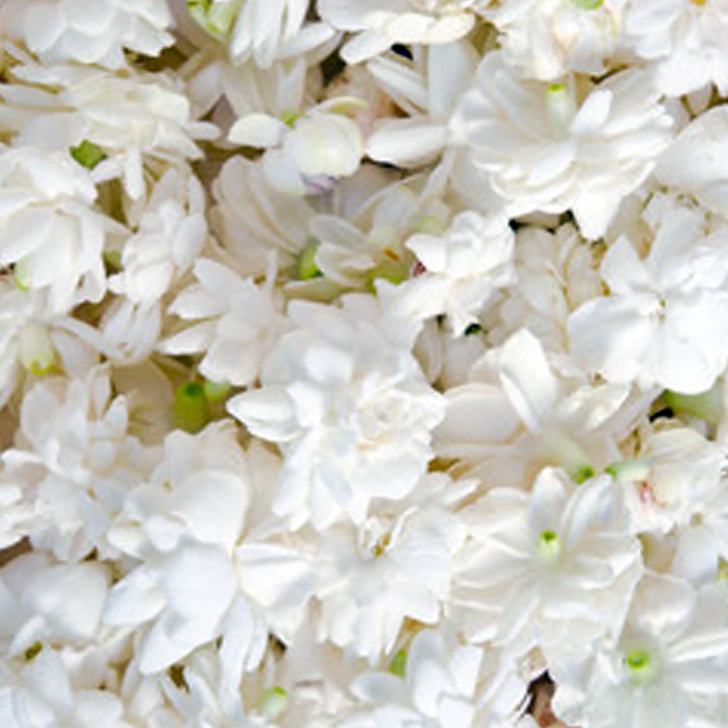 Jasmine Oil Otto (France)