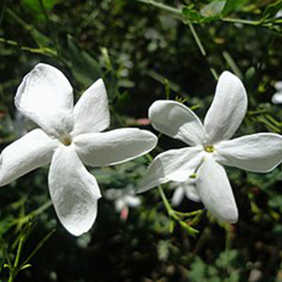 Jasmine Absolute (Egypt)