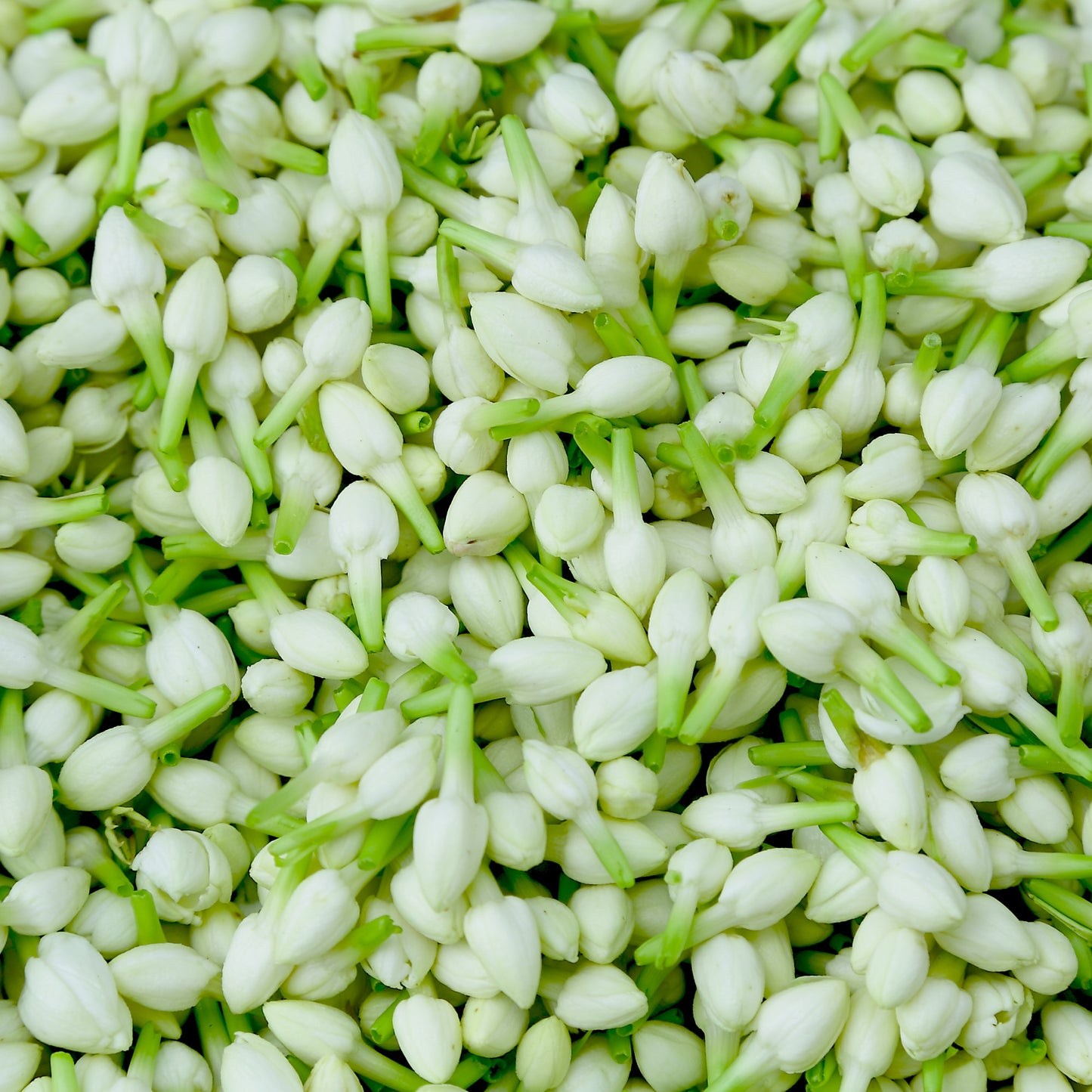 Jasmine Sambac Absolute(India)