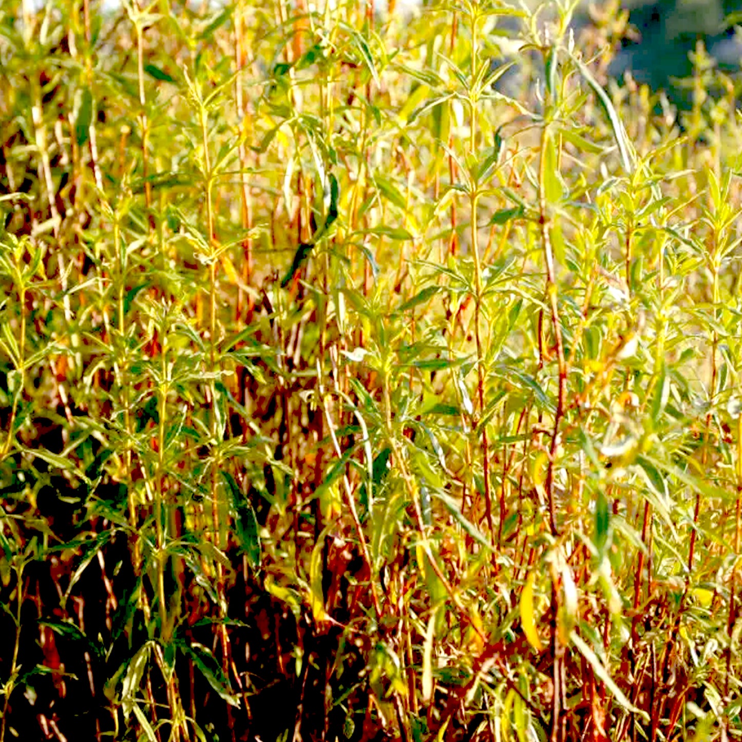 Premium Labdanum Absolute