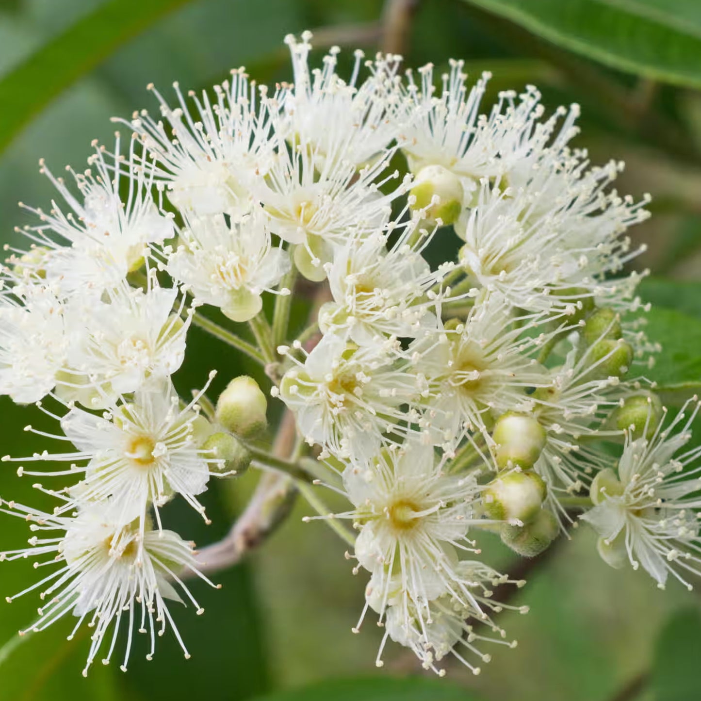 Lemon Myrtle Essential Oil