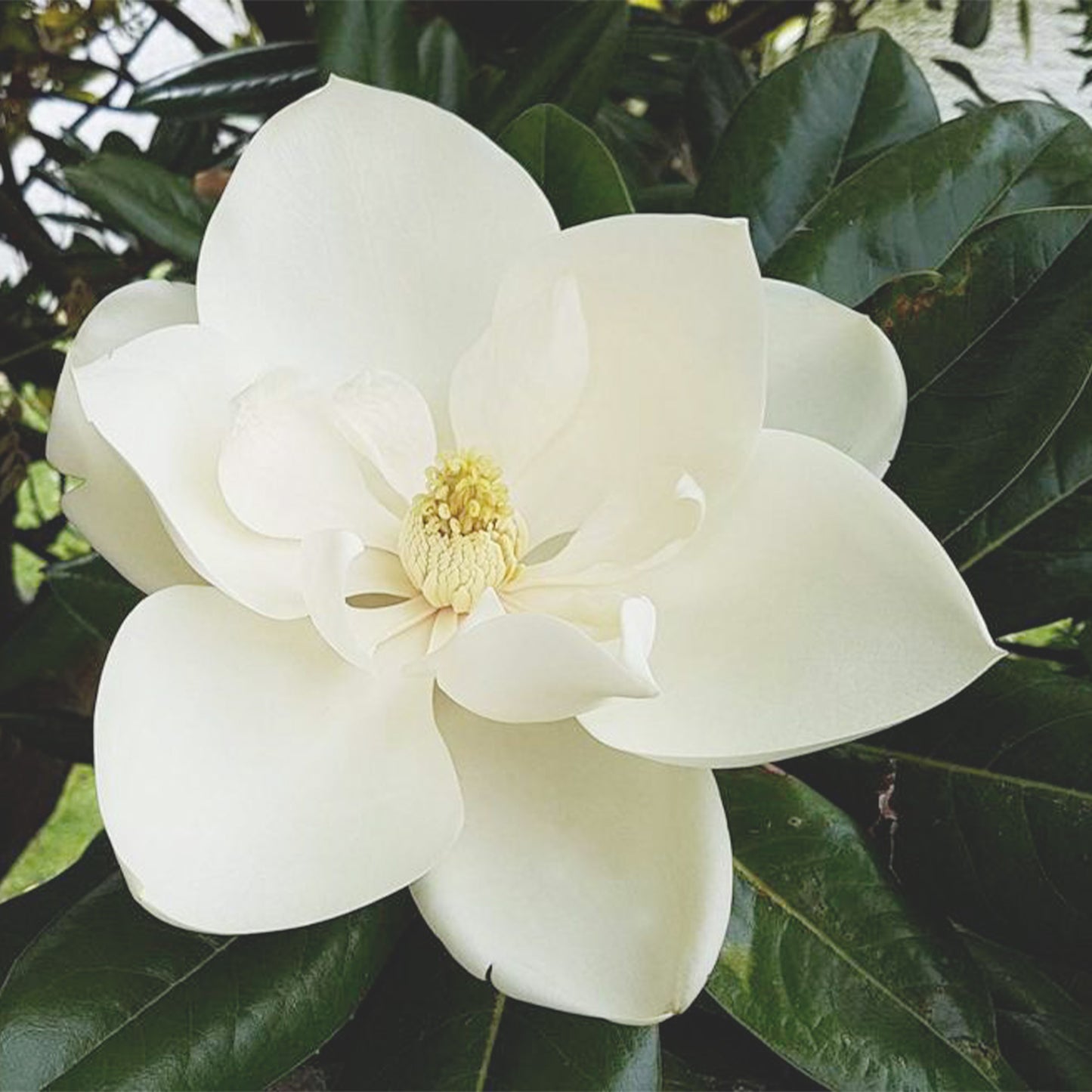Magnolia Flower Essential Oil