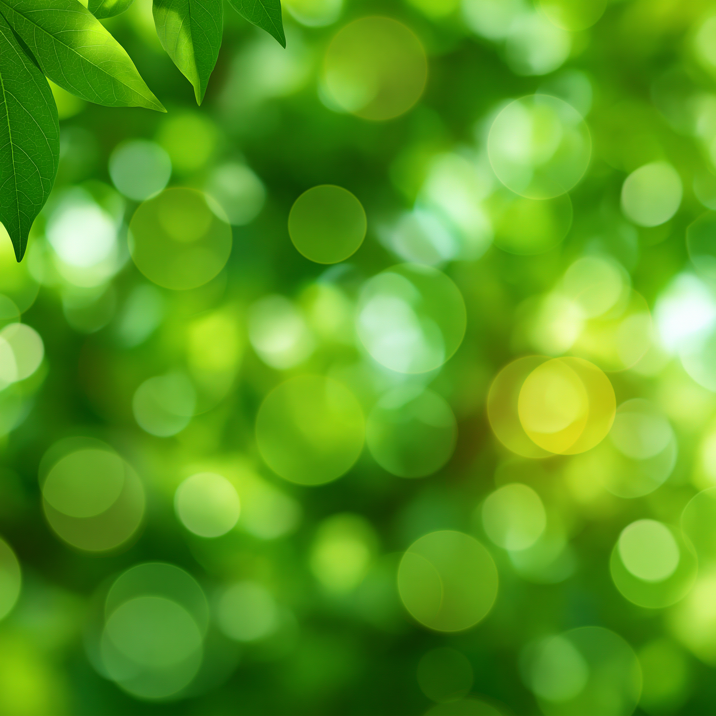 Markut Lime Leaf Oil - Indonesia