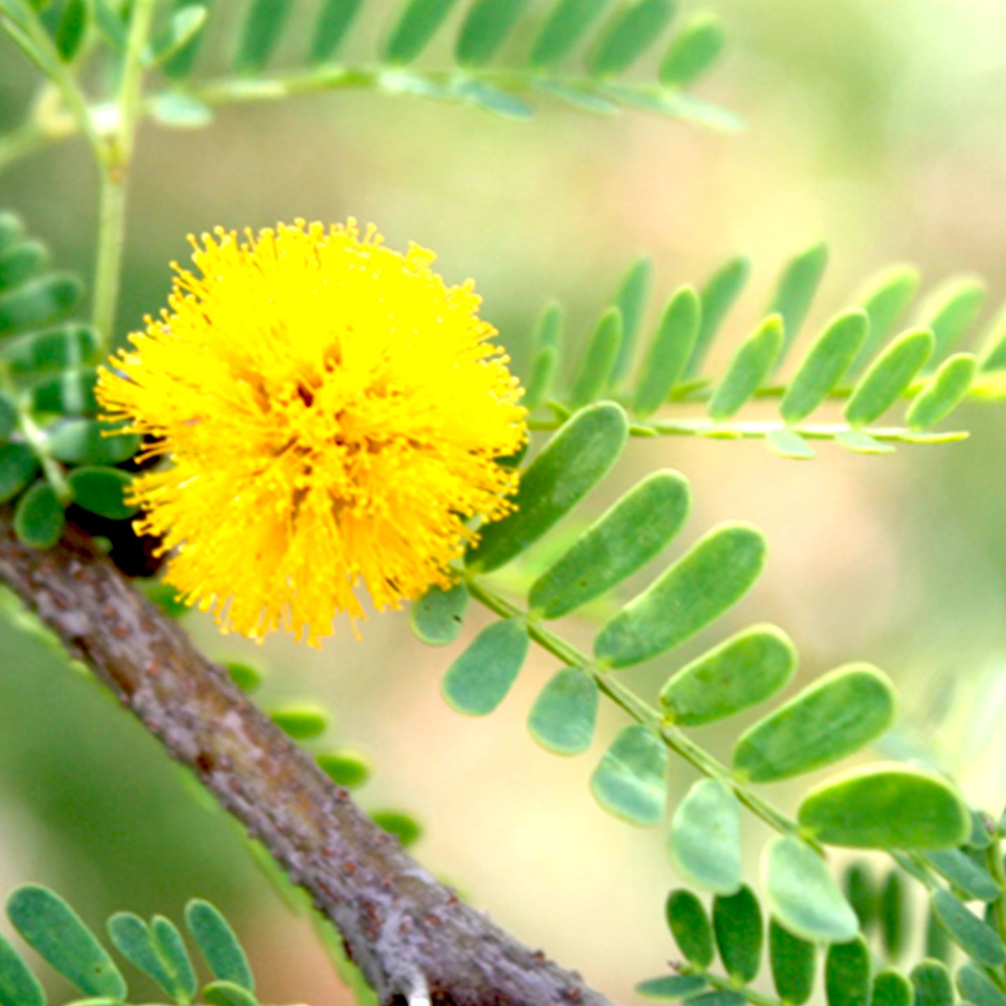 Mimosa Absolute (Morocco)