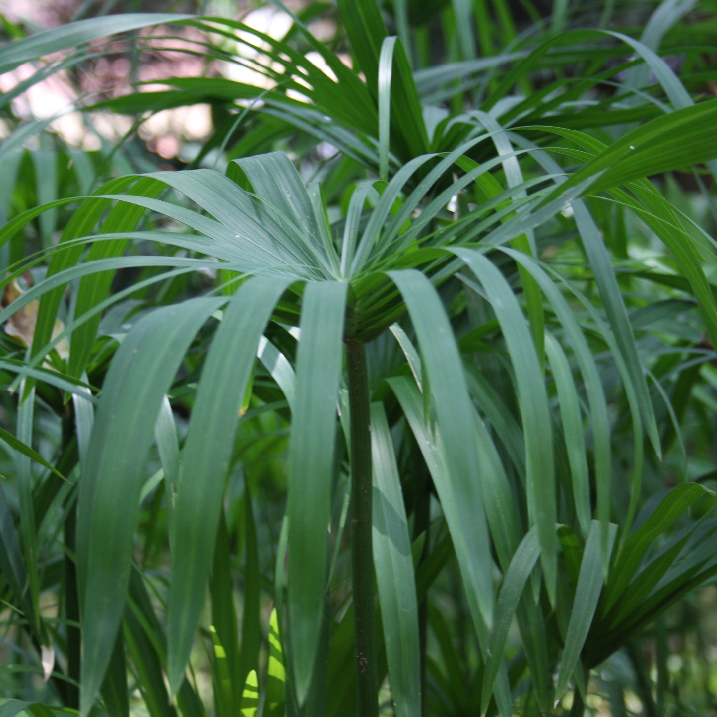 Cypriol Nagarmotha Essential Oil