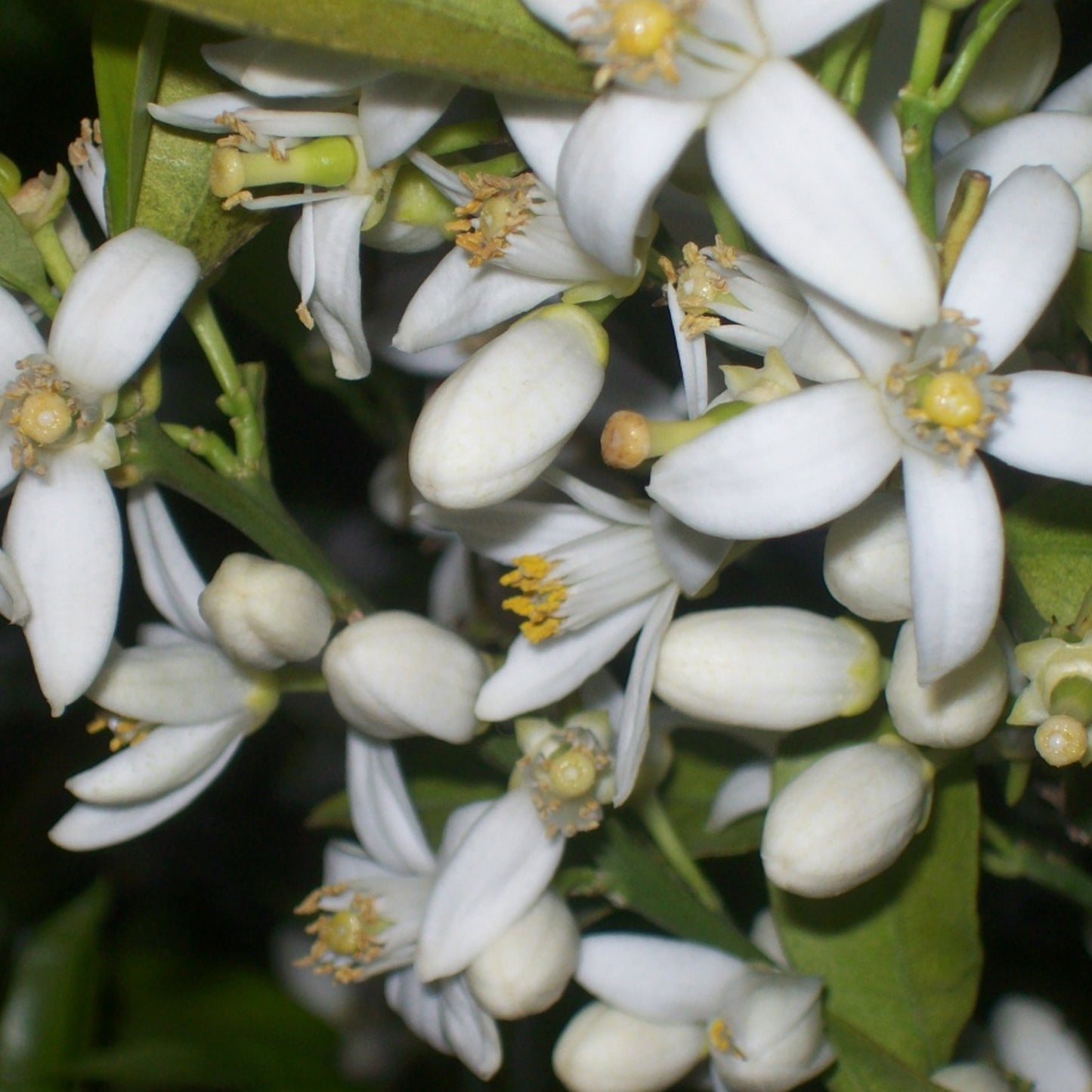 Neroli Essential Oil - Orange flower