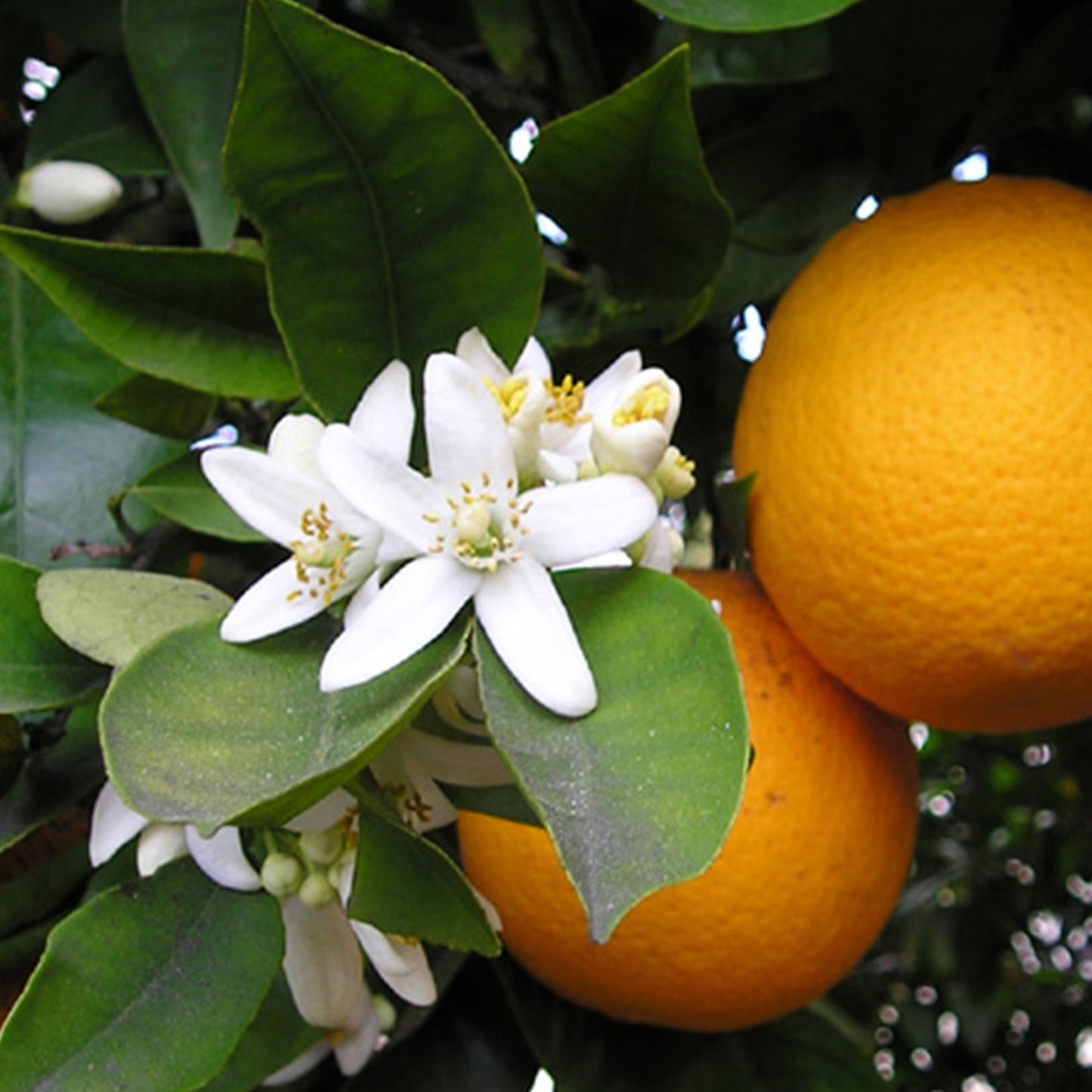 Orange Blossom Absolute (Egypt)
