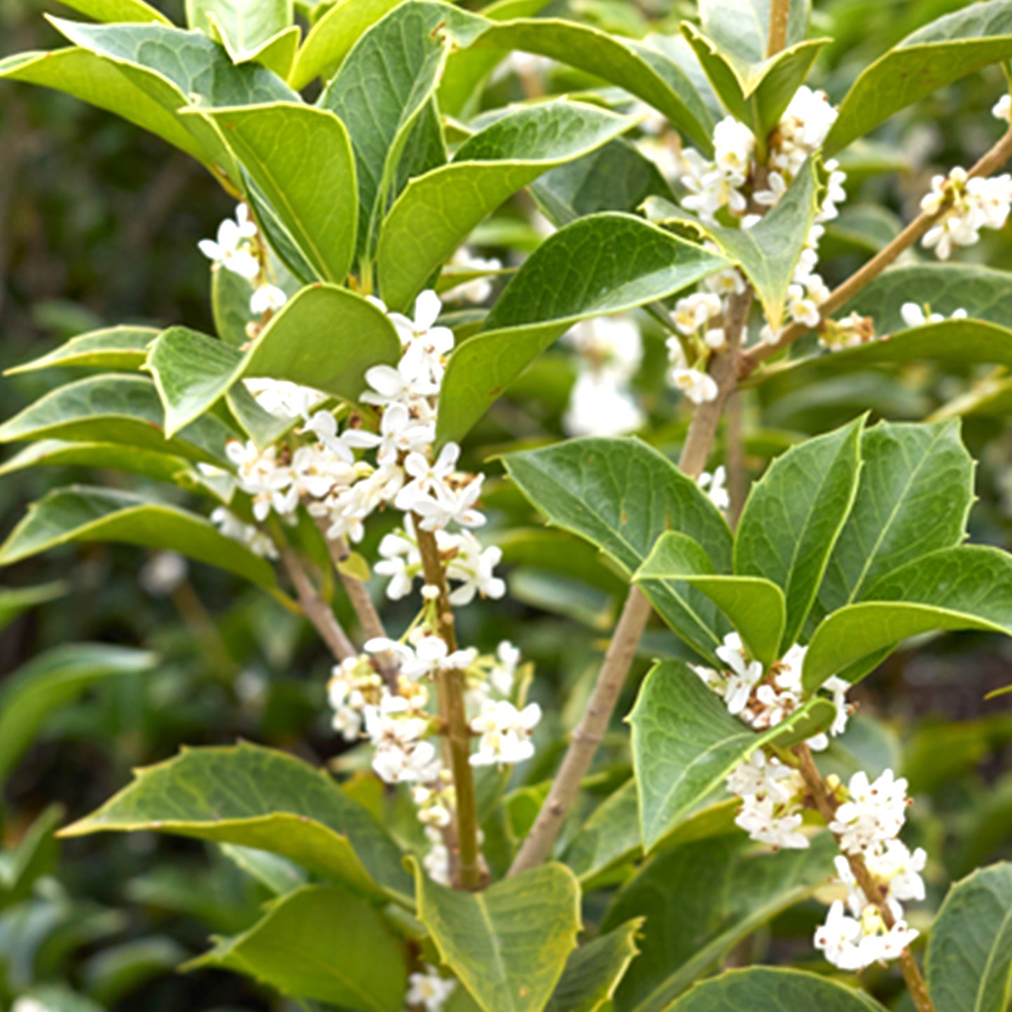 Osmanthus Absolute