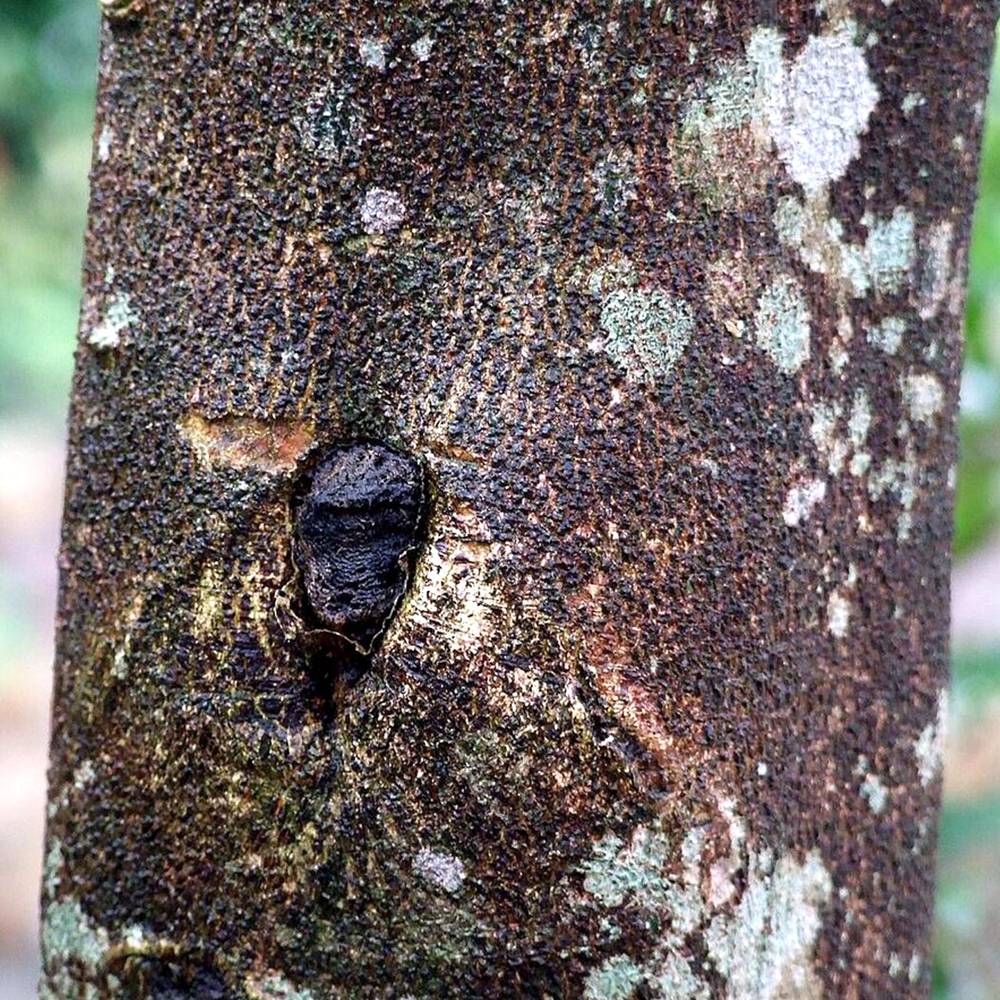 Wild Oud Absolute (India)