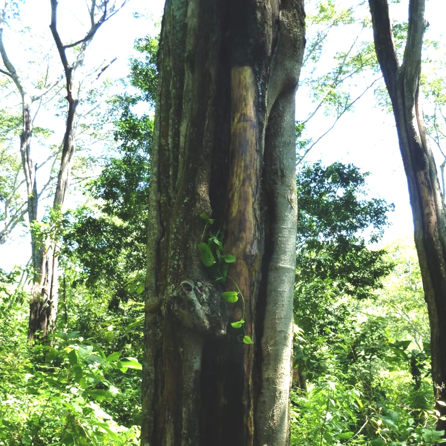 Wild Peru Balsam Essential Oil