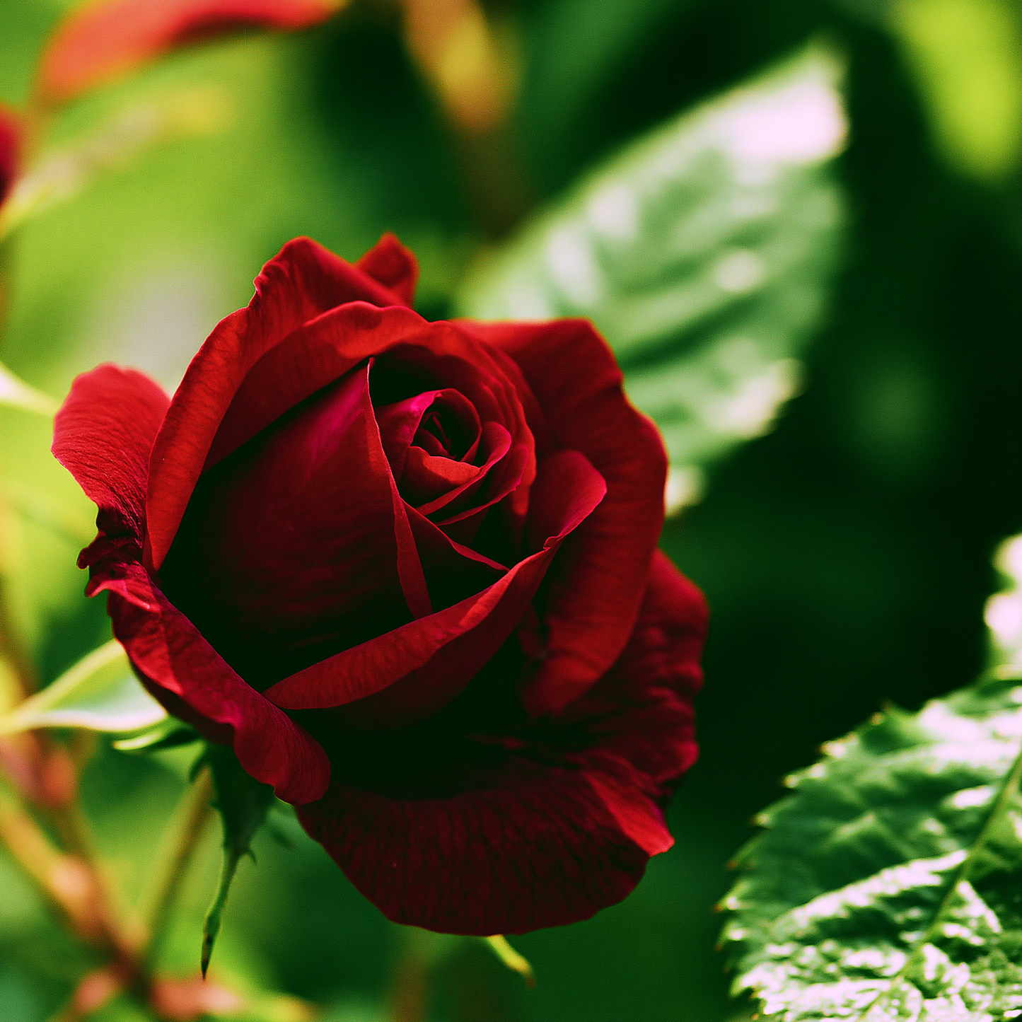 Phenyl Ethyl Tiglate - Bedoukian - Intense Rose