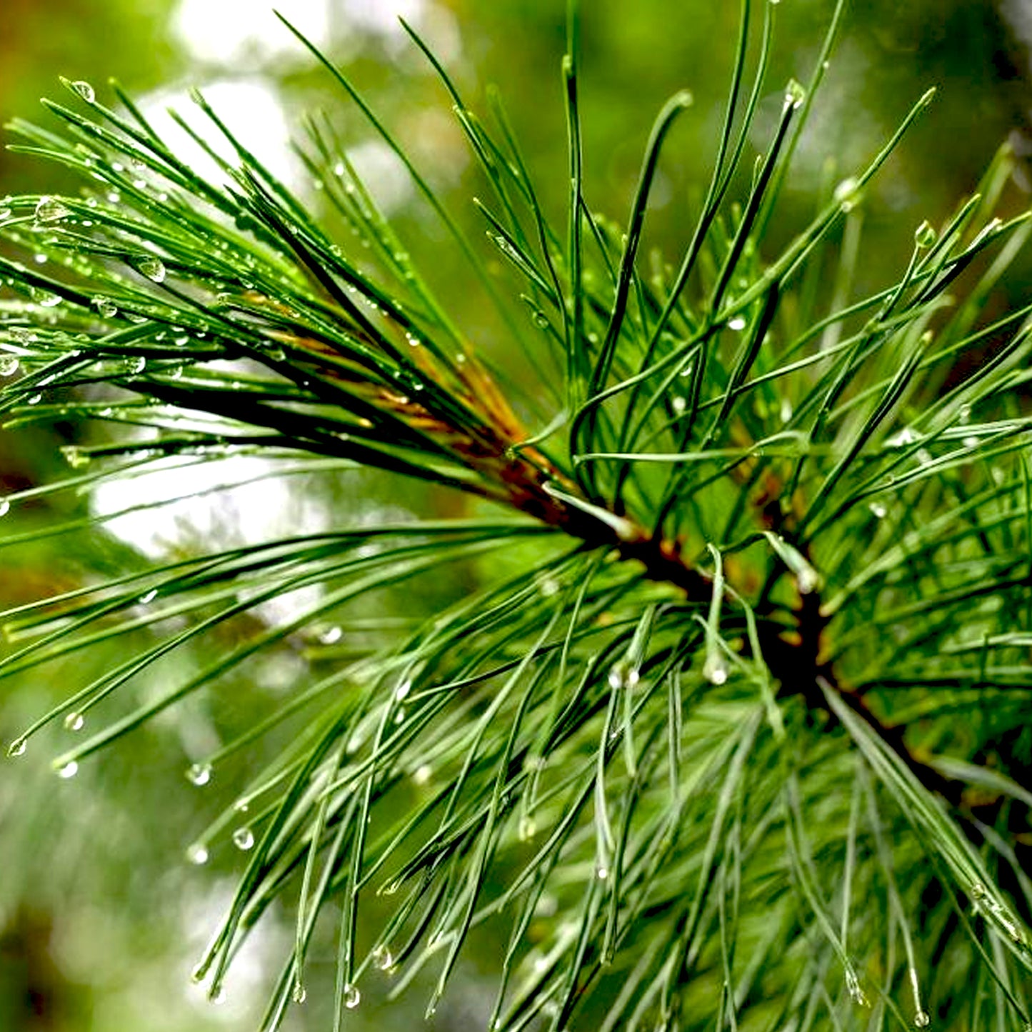 Pine Essential Oil