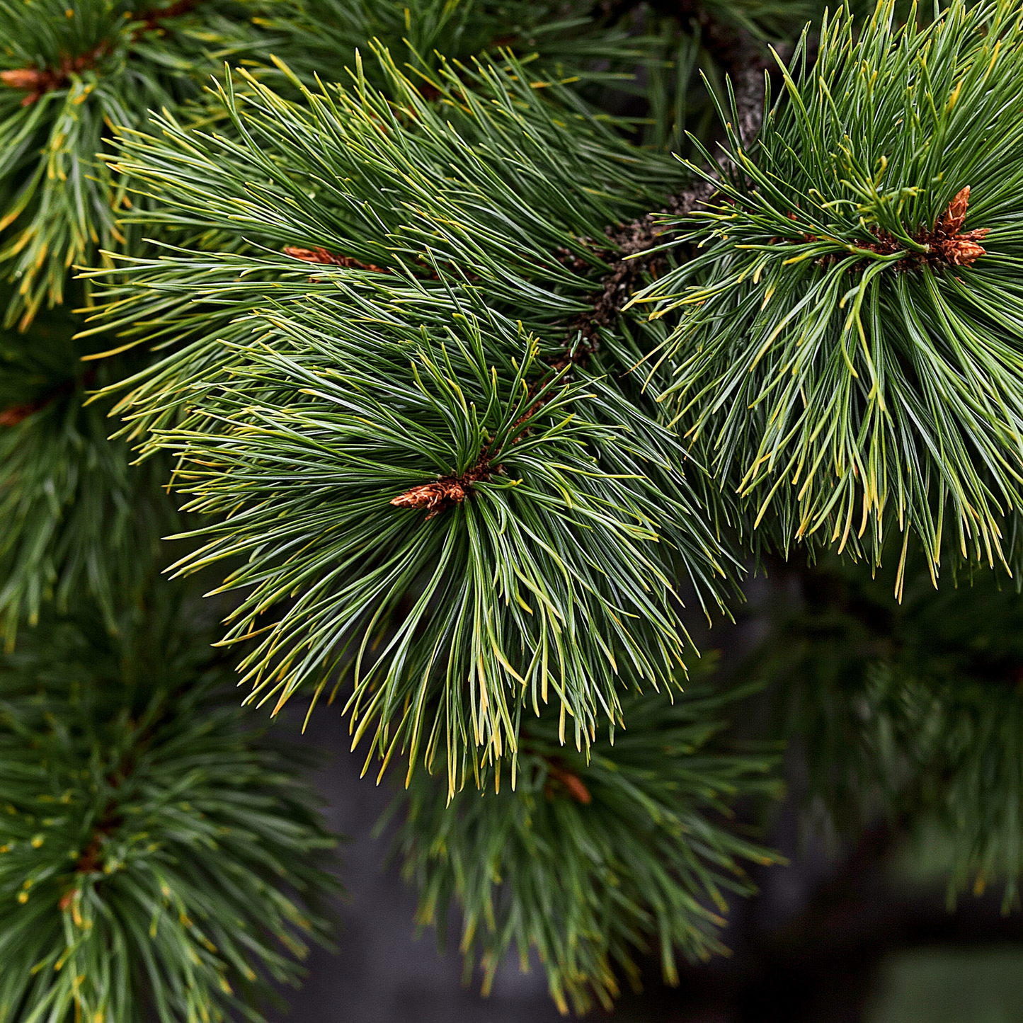 Pine Essential Oil (aka Scotch Pine)