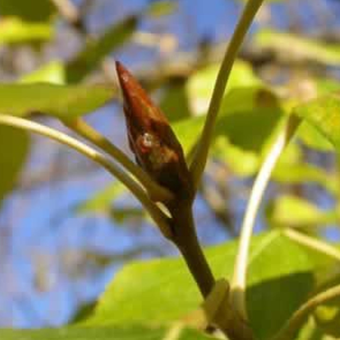 Poplar Bud Absolute 50% TEC