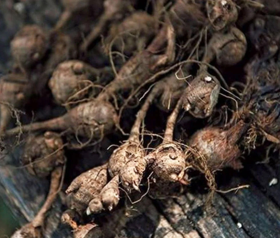 Priprioca Essential Oil