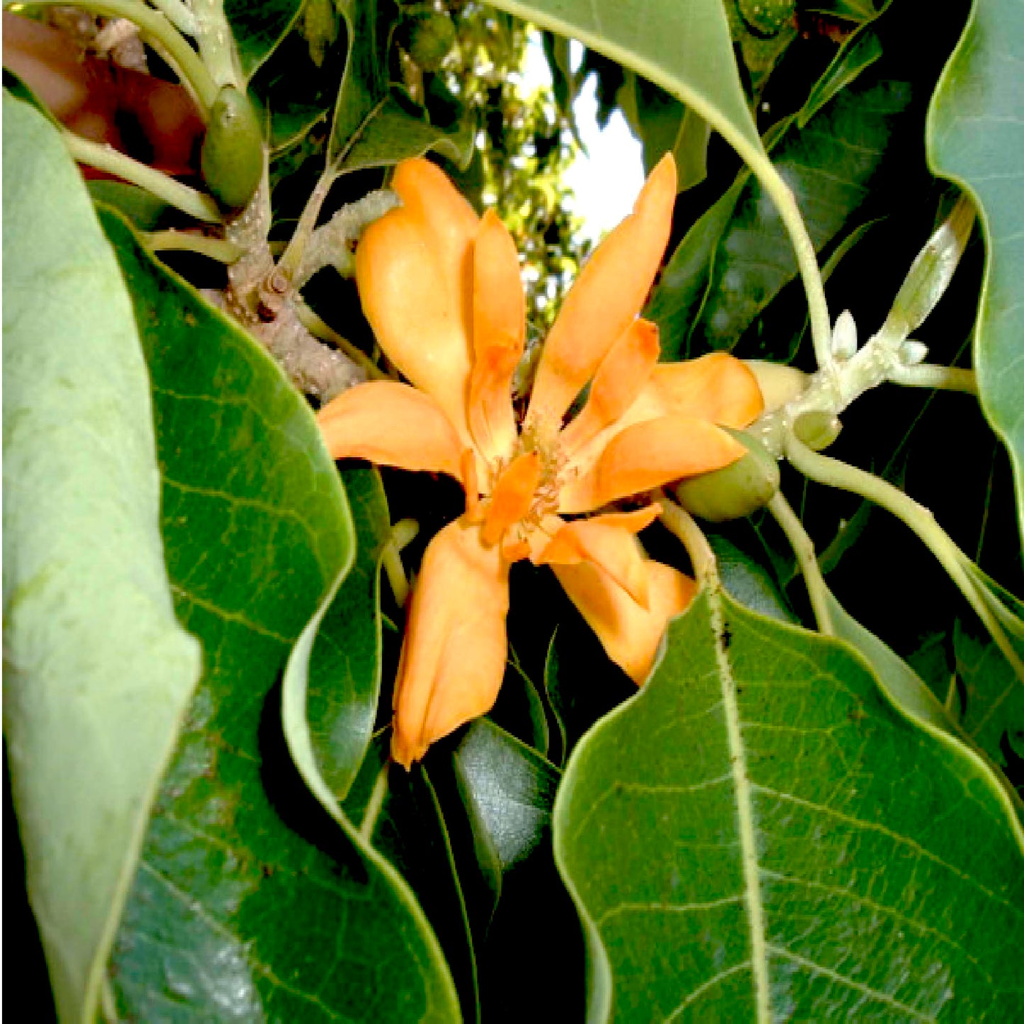 Red Champaca Absolute (India)