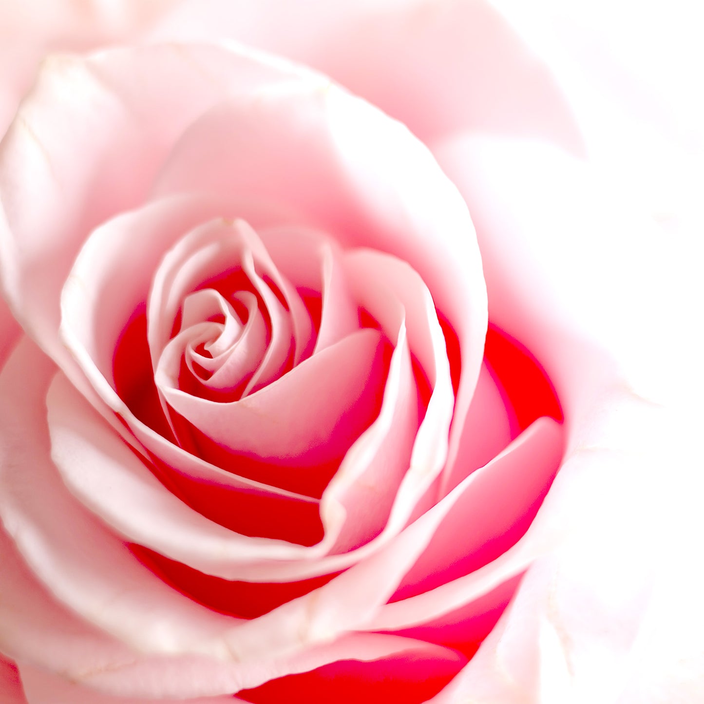 Rhodinol Oil Pure ex Geranium