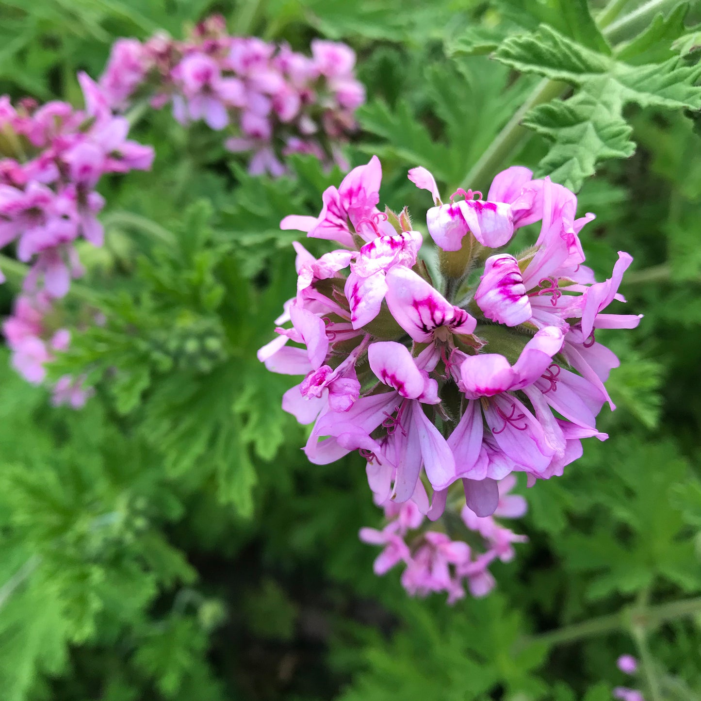 Rose Geranium Essential Oil (Egypt)