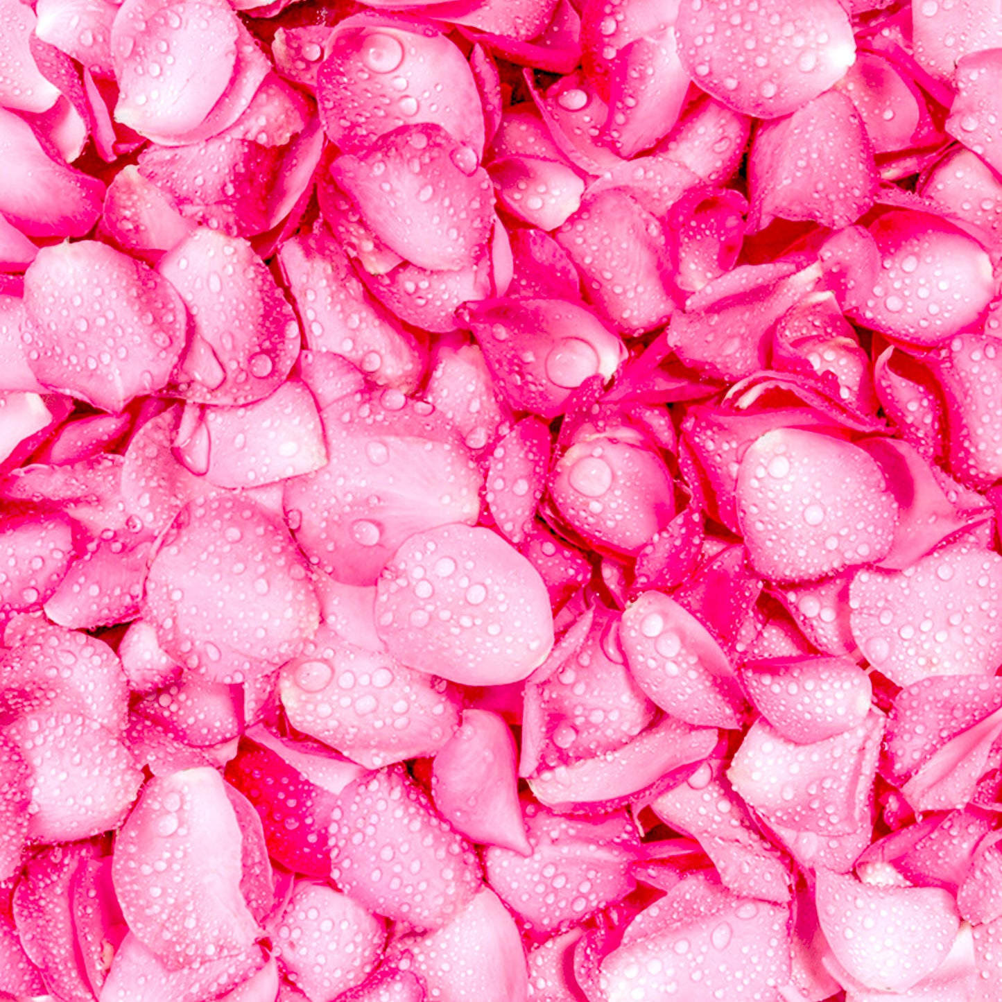 French Rose Oil Otto - Rosa damascena Miller