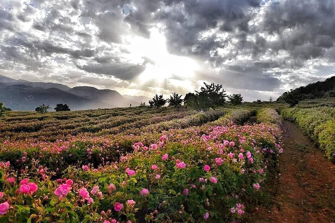 Isparta Mountain Rose Otto