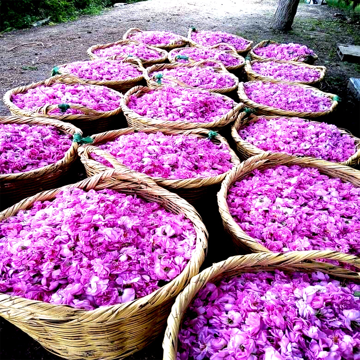 Turkish Rose Oil Otto - Premium grade