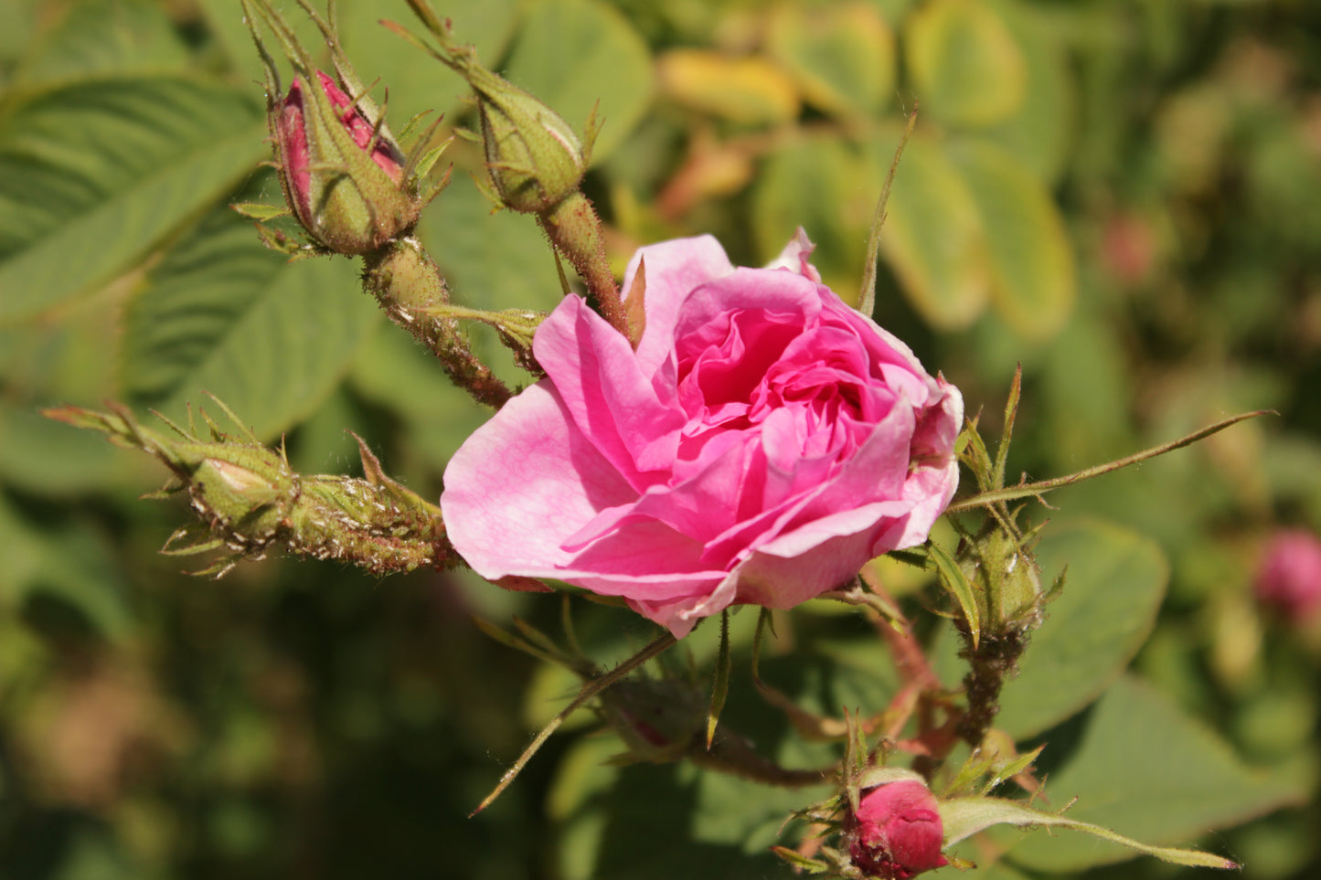 Bulgarian Rose Oil (Bulgaria)