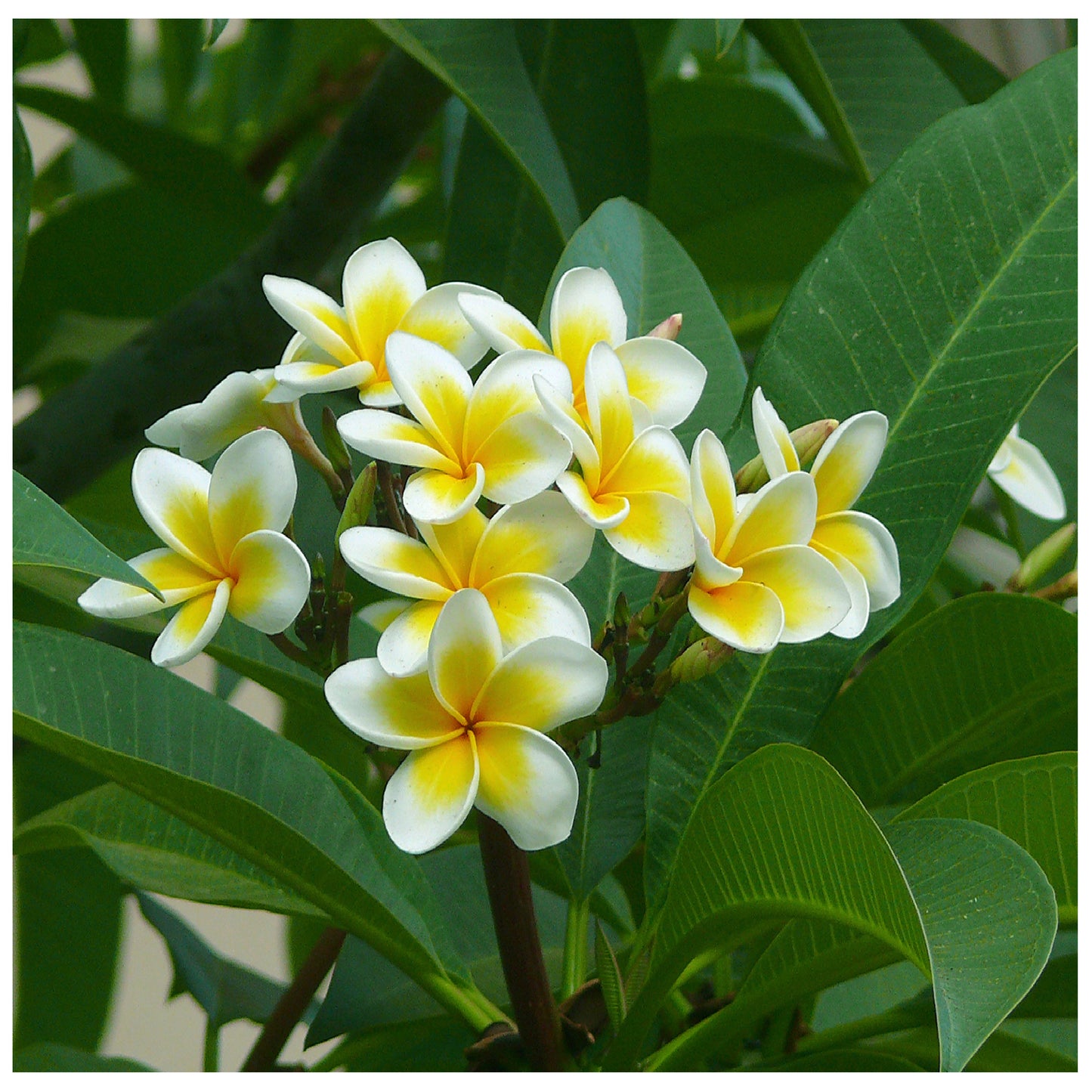 Frangipani Absolute
