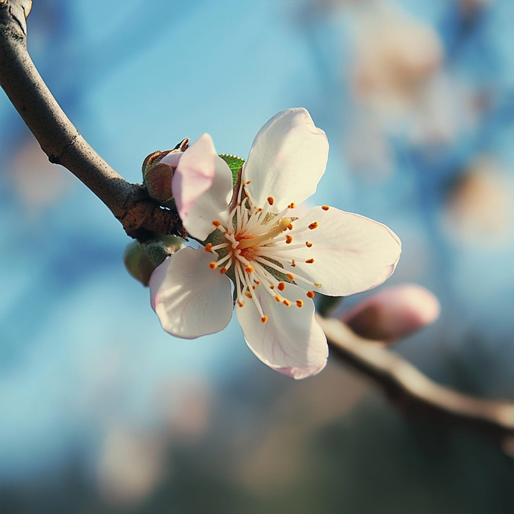 Bitter almond Essential Oil FPA