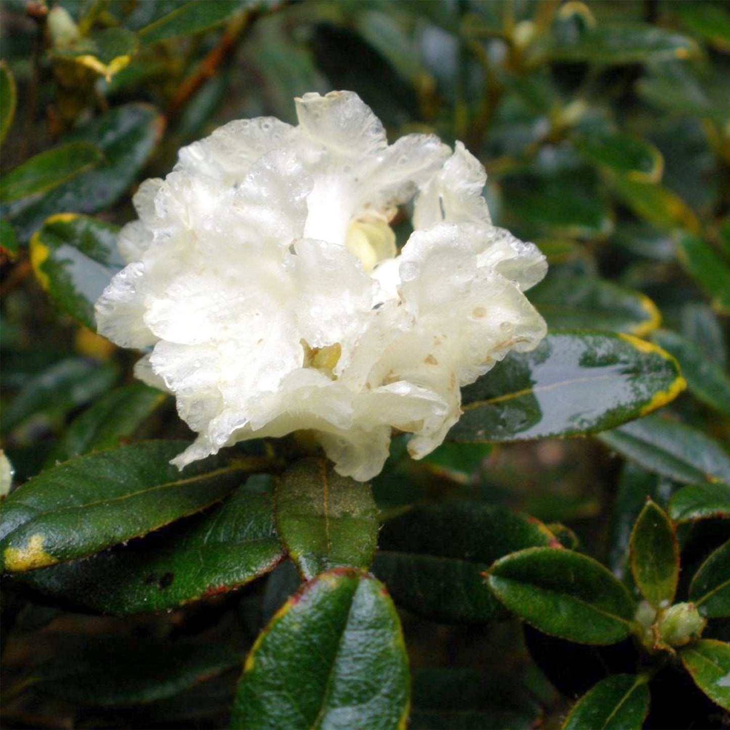 Anthopogon Essential Oil